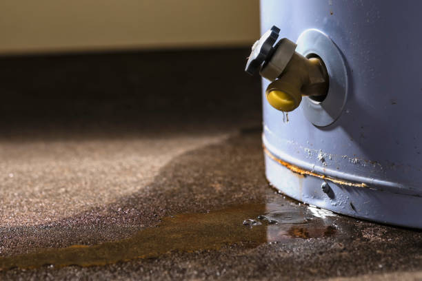 Best Flood damage cleanup  in Rogersville, AL