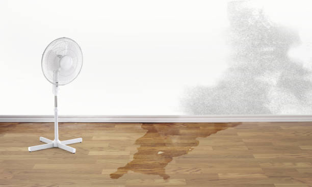 Best Water damage cleanup near me  in Rogersville, AL