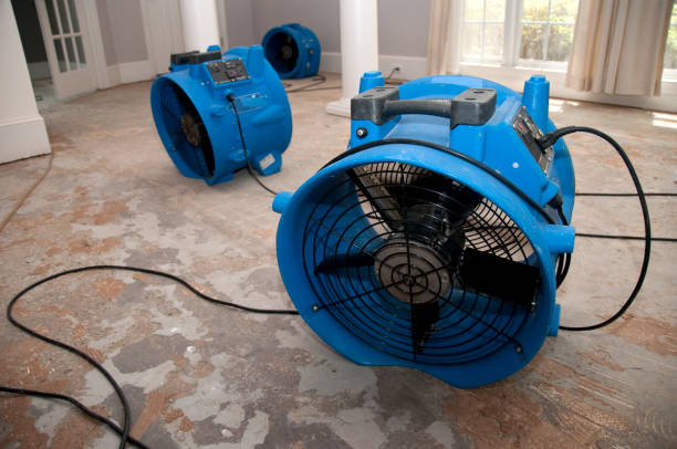 Best 24/7 water damage repair  in Rogersville, AL