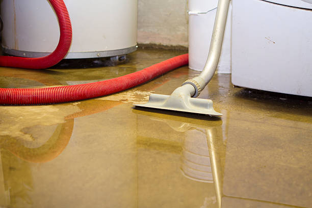 Best Carpet water damage restoration  in Rogersville, AL
