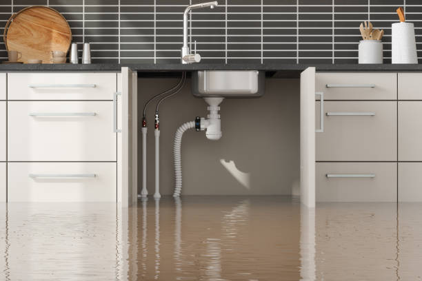 Best Water damage mitigation services  in Rogersville, AL